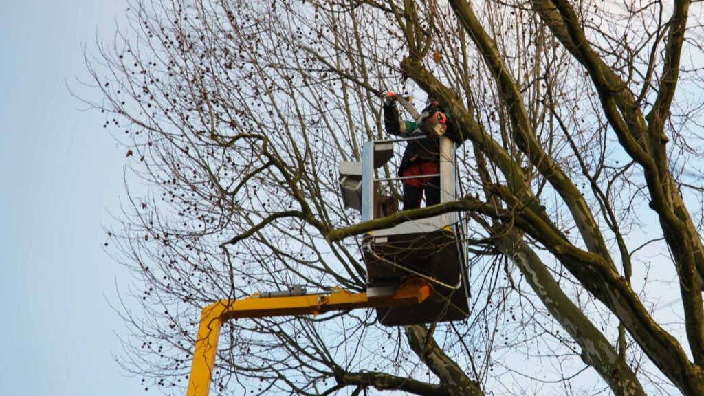Tree Trimming Services Near Me | Tree Trimming | Tree Worx