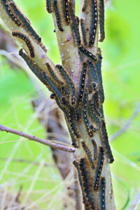 Tree Worx Pros Six Facts About Tent Caterpillars