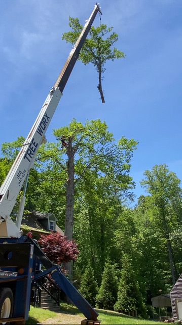 Why Hire Us for Your Tree Service Needs