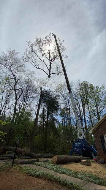 about our tree service
